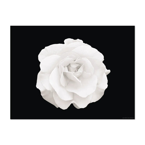 The flower power design patterns on this rectangular black placemat is vibrant and eye-catching. The intricate floral pattern Peony in white shade colors will instantly brighten up your dining table and become a focal point on your table. Dine in style with our others white floral patterns and mix them for a Wow effect!