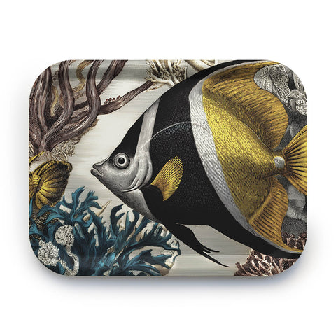 Tray Buttlerfly Fish