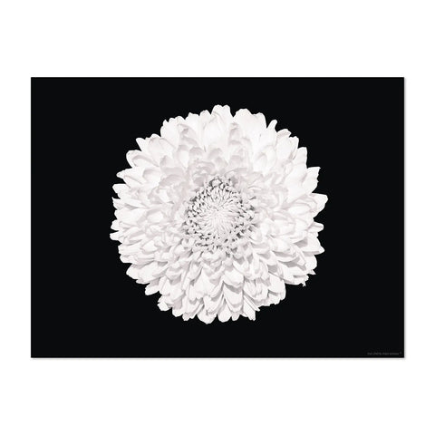 The flower power design patterns on this rectangular black placemat is vibrant and eye-catching. The intricate floral pattern Camelia in white shade colors will instantly brighten up your dining table and become a focal point on your table. Dine in style with our others white floral patterns and mix them for a Wow effect!