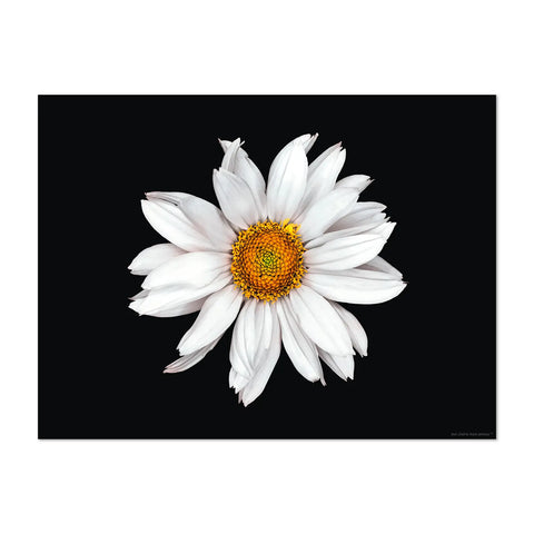 The flower power design patterns on this rectangular black placemat is vibrant and eye-catching. The intricate floral pattern Marguerite in white shade colors will instantly brighten up your dining table and become a focal point on your table. Dine in style with our others white floral patterns and mix them for a Wow effect!