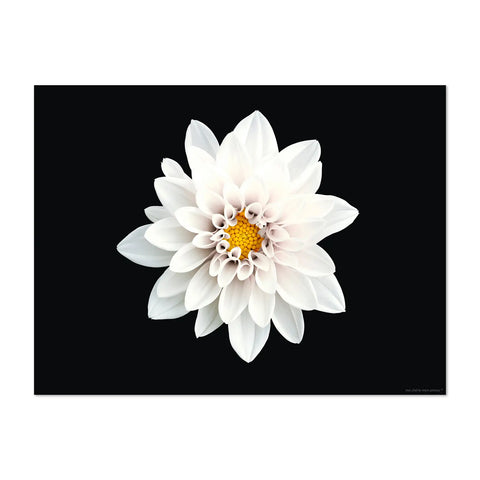 The flower power design patterns on this rectangular black placemat is vibrant and eye-catching. The intricate floral pattern Daisy in white shade colors will instantly brighten up your dining table and become a focal point on your table. Dine in style with our others white floral patterns and mix them for a Wow effect!